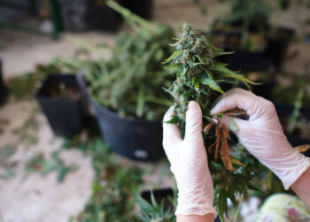 Lizenzvergabe-für-Cannabis-Pilotprogramm