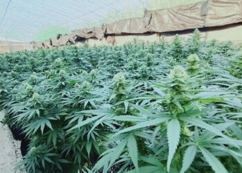 Medizinalhanf-die-Zukunft