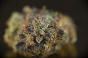 Çeşit İncelemesi: Royal Queen Seeds'ten Royal Runtz