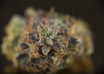 Royal-Runtz-von-Royal-Queen-Seeds