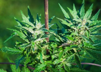 Wie-viel-CBD-wird-meine-Pflanze-haben-