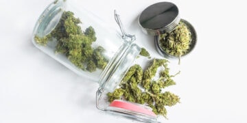 Woran-man-gute-CBD-Blüten-erkennt
