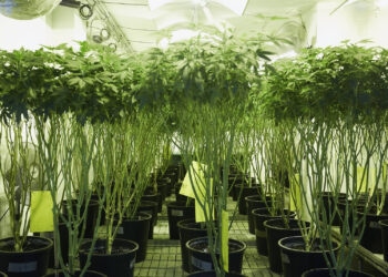Cannabis-Pflanzenklone-aus-Kolumbien