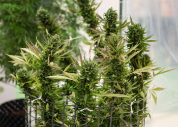 Cannabis-Verkäufe-auf-Rekordhoch