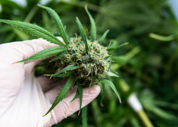 Etypharm-Clever-Leaves-mit-medizinischen-Cannabisprodukten-