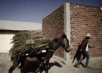 Marokko-vor-der-Legalisierung-von-medizinischem-Cannabis-