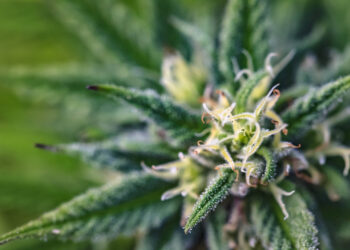 Sanobiotec-mit-neuer-Methode-zur-Extraktion-von-CBC