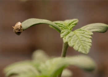 Seeds24-Die-Welt-der-Cannabissamen-