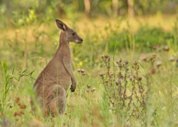 Cannabis-Industrie-mit-150-Mio.-Dollar-Umsatz