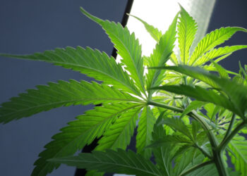 Creso-Pharma-bringt-CBD-Teegetränk-auf-den-Markt