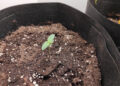 Der-urban-Chili-Growtest-Hanfpflanze