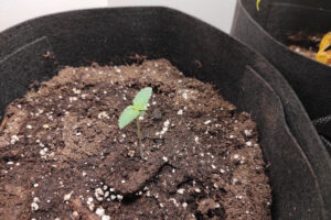 Anbau mit System – Der Urban Chili Growtest