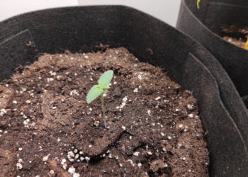 Der-urban-Chili-Growtest-Hanfpflanze