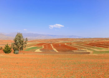 Erstes-afrikanisches-Unternehmen-erhält-Cannabis-Exportlizenz