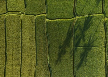 Greenheart-CBD-–-Cannabis-aus-Irland