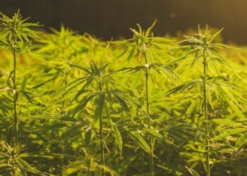 IAH-Hemp-Crops
