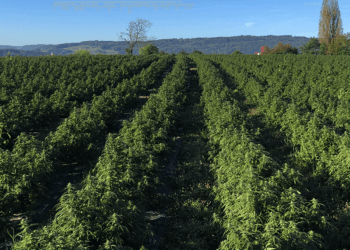 Pure-setzt-Massstäbe-in-der-Cannabisbranche