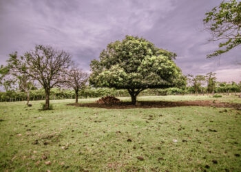 Schwarzmarkt-Cannabis-für-Südamerika-statt-Medizinalhanf-Wende