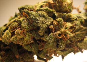 ADREXpharma-bringt-drei-Vollextrakte-auf-den-Markt