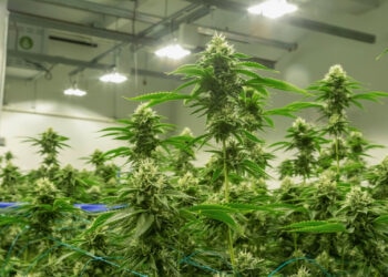 BAG-erteilt-The-Botanicals-Anbaulizenz-für-THC-Cannabis