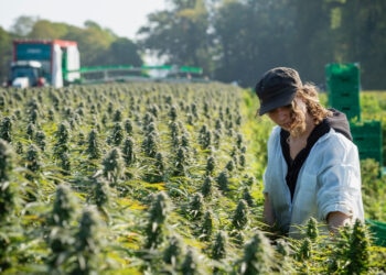 Integration-für-die-Cannabispflanze-–-Medropharm-.