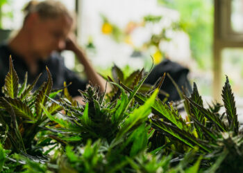 Straffreiheit-für-Cannabispatienten-.