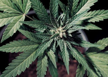 Das-Dilemma-mit-dem-Cannabis