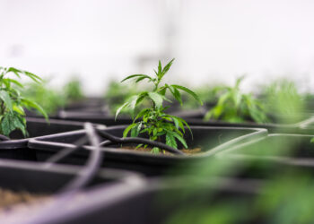 Dänemark-verlängert-Modellprojekt-Cannabis-als-Medizin