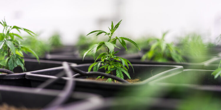 Dänemark-verlängert-Modellprojekt-Cannabis-als-Medizin