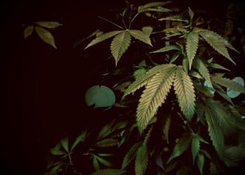 Der-Weg-zu-optimaler-Bioverfügbarkeit