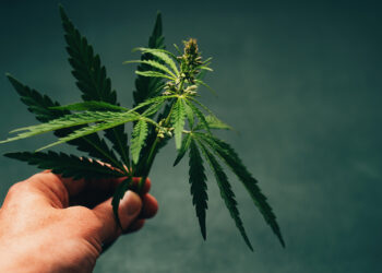 Die-Illegalität-einer-Pflanze