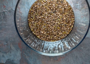 Hanf-Das-vergessene-Grundnahrungsmittel