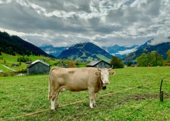 KannaSwiss-im-Interview