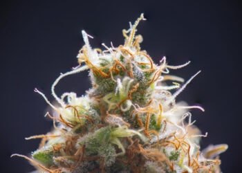 Khiron-bringt-neue-medizinische-Cannabissorte-auf-den-Markt