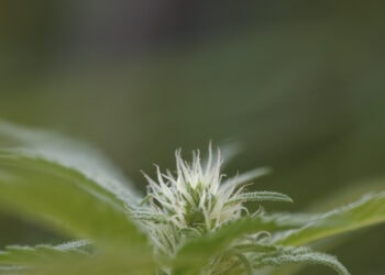 Stada-bietet-medizinisches-Cannabis-an