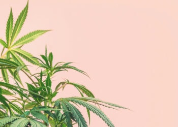 Terpene-Vernachlässigte-Wirkstoffe-mit-grossem-Potential-.