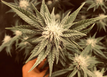 Wie-nah-sind-wir-an-der-Legalisierung