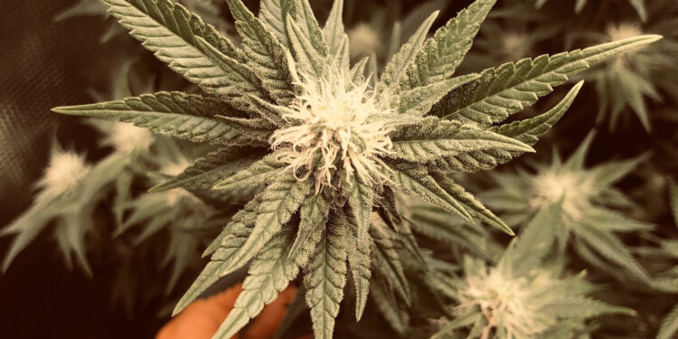 Wie-nah-sind-wir-an-der-Legalisierung