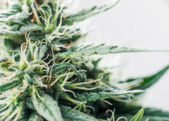 Apotheken-und-PTA-für-Legalisierung-von-Cannabis