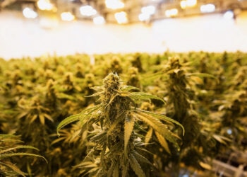 Betrugsverfahren-gegen-drei-CannTrust-Manager-