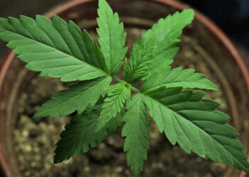 Internationale-Grower-Begfragung