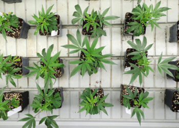 Mehr-Cannabisblüten-für-deutsche-Patienten