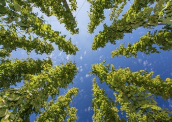 Synbiotic-SE-bringt-CBD-Ersatz-Extrakt-auf-den-Markt