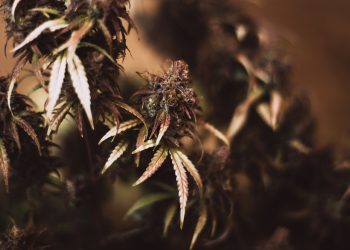 420-NATURAL-unbestrahltes-Cannabis