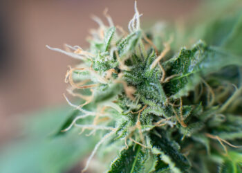 Four-20-Pharma-bringt-Sour-Kush-auf-den-Markt