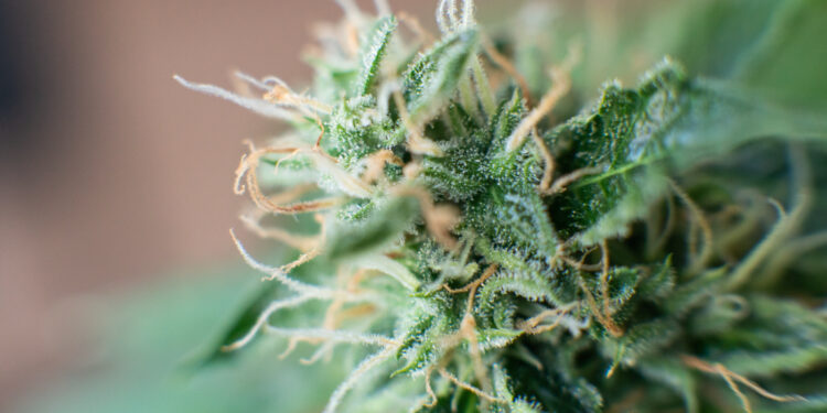 Four-20-Pharma-bringt-Sour-Kush-auf-den-Markt