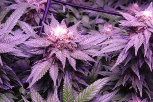 Grow Report - Royal Runtz von Royal Queen Seeds