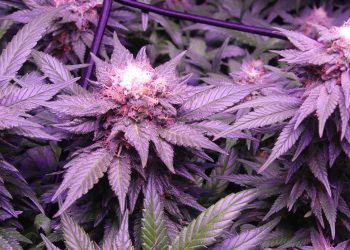 Grow-Report-Royal-Runtz-von-Royal-Queen-Seeds