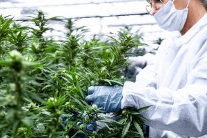 Medizinalcannabis: imc setzt auf Patientenwissen