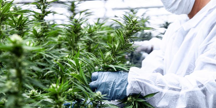 Medizinalcannabis
